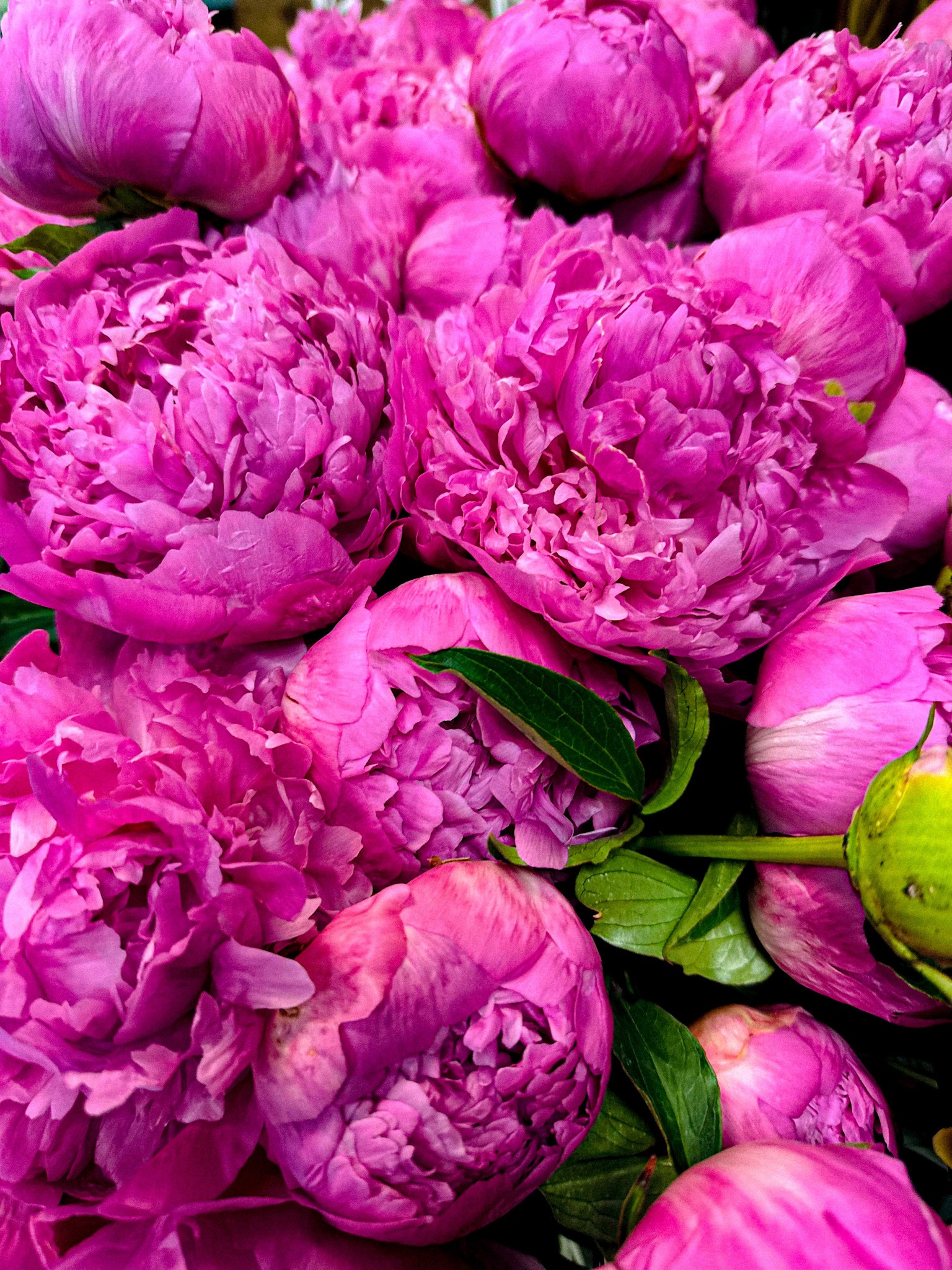 pivoine